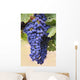 Grapes Growing On The Vine In Okanagan Valley Wall Mural