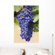 Grapes Growing On The Vine In Okanagan Valley Wall Mural