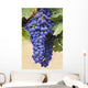 Grapes Growing On The Vine In Okanagan Valley Wall Mural