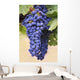 Grapes Growing On The Vine In Okanagan Valley Wall Mural