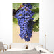 Grapes Growing On The Vine In Okanagan Valley Wall Mural