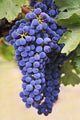 Grapes Growing On The Vine In Okanagan Valley Wall Mural