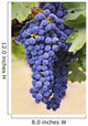 Grapes Growing On The Vine In Okanagan Valley Wall Mural