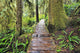 Boardwalk On The Rainforest Trail In Pacific Rim National Park Wall Mural