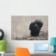 Black Squirrel Sitting In A Light Snowfall Eating A Peanut Wall Mural