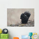 Black Squirrel Sitting In A Light Snowfall Eating A Peanut Wall Mural