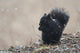 Black Squirrel Sitting In A Light Snowfall Eating A Peanut Wall Mural