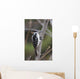 Hairy Woodpecker Perched On Small Tree Wall Mural