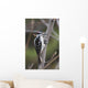 Hairy Woodpecker Perched On Small Tree Wall Mural