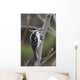 Hairy Woodpecker Perched On Small Tree Wall Mural