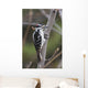 Hairy Woodpecker Perched On Small Tree Wall Mural
