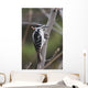 Hairy Woodpecker Perched On Small Tree Wall Mural