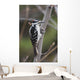 Hairy Woodpecker Perched On Small Tree Wall Mural
