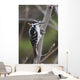 Hairy Woodpecker Perched On Small Tree Wall Mural