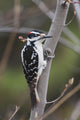 Hairy Woodpecker Perched On Small Tree Wall Mural