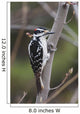 Hairy Woodpecker Perched On Small Tree Wall Mural