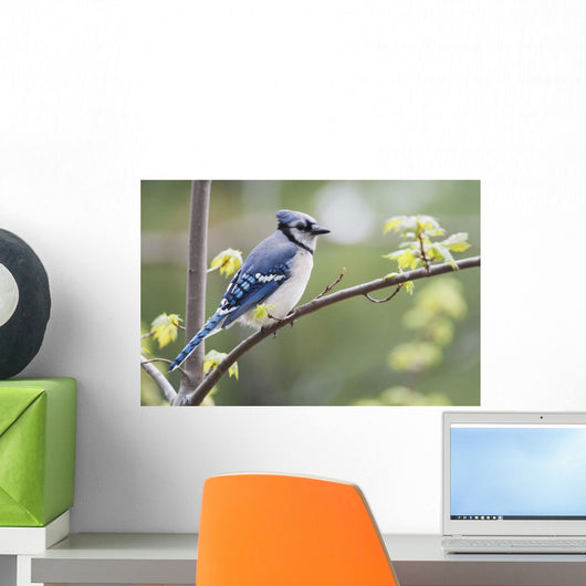 Blue Jay Perched On Budding Maple Tree In Springtime Wall Mural