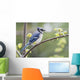 Blue Jay Perched On Budding Maple Tree In Springtime Wall Mural