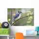 Blue Jay Perched On Budding Maple Tree In Springtime Wall Mural