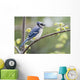 Blue Jay Perched On Budding Maple Tree In Springtime Wall Mural