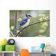 Blue Jay Perched On Budding Maple Tree In Springtime Wall Mural