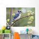 Blue Jay Perched On Budding Maple Tree In Springtime Wall Mural
