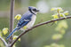 Blue Jay Perched On Budding Maple Tree In Springtime Wall Mural