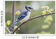 Blue Jay Perched On Budding Maple Tree In Springtime Wall Mural
