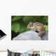 Eastern Chipmunk Sitting On A Rock Wall Mural