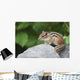 Eastern Chipmunk Sitting On A Rock Wall Mural