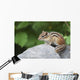 Eastern Chipmunk Sitting On A Rock Wall Mural