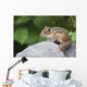 Eastern Chipmunk Sitting On A Rock Wall Mural