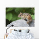 Eastern Chipmunk Sitting On A Rock Wall Mural