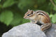 Eastern Chipmunk Sitting On A Rock Wall Mural