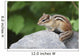 Eastern Chipmunk Sitting On A Rock Wall Mural