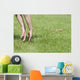 Hands Of Young Child Making Leopard Frog Jump Wall Mural