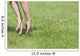 Hands Of Young Child Making Leopard Frog Jump Wall Mural