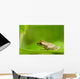 Young Spring Peeper On A Leaf Wall Mural
