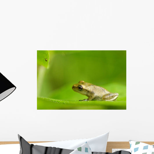 Young Spring Peeper On A Leaf Wall Mural