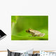 Young Spring Peeper On A Leaf Wall Mural