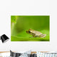 Young Spring Peeper On A Leaf Wall Mural