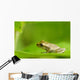 Young Spring Peeper On A Leaf Wall Mural