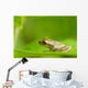 Young Spring Peeper On A Leaf Wall Mural