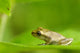 Young Spring Peeper On A Leaf Wall Mural
