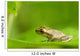 Young Spring Peeper On A Leaf Wall Mural