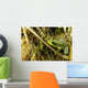 Green Frog Wall Mural