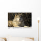 Grey Wolf In Ecomuseum Zoo Wall Mural