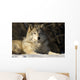 Grey Wolf In Ecomuseum Zoo Wall Mural