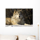 Grey Wolf In Ecomuseum Zoo Wall Mural