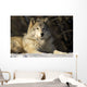 Grey Wolf In Ecomuseum Zoo Wall Mural